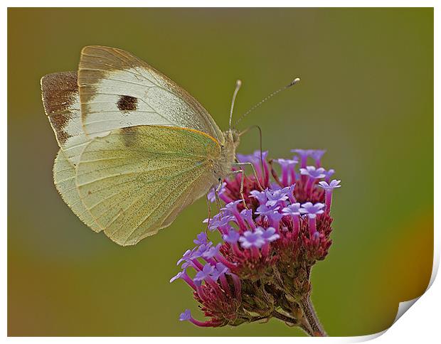 BUTTERFLY CABBAGE WHITE Print by Clive Eariss