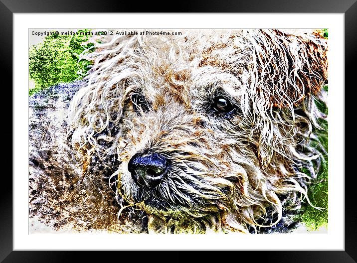 scruffiest dog in the world Framed Mounted Print by meirion matthias