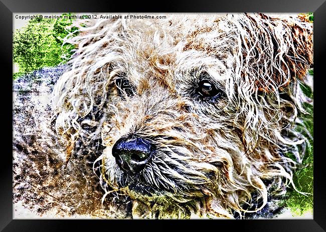 scruffiest dog in the world Framed Print by meirion matthias
