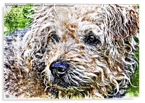 scruffiest dog in the world Acrylic by meirion matthias