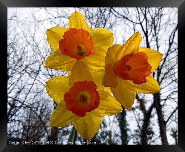 DAFFODILS IN THE RAIN Framed Print by David Atkinson