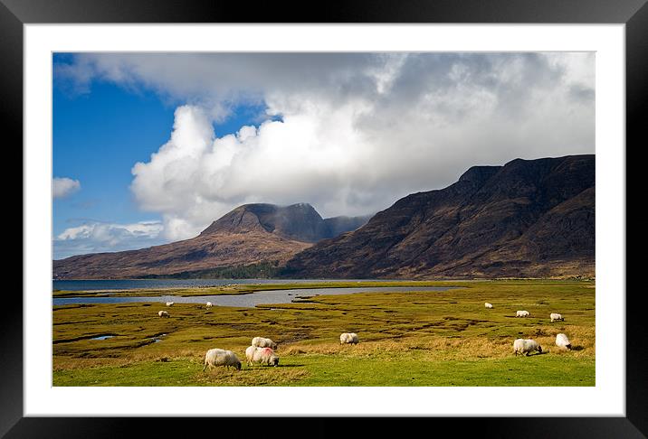 Grazing Sheep by Loch Torridon Framed Mounted Print by Jacqi Elmslie