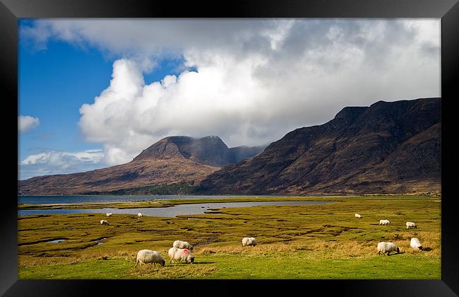 Grazing Sheep by Loch Torridon Framed Print by Jacqi Elmslie