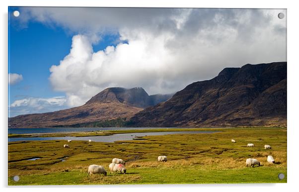 Grazing Sheep by Loch Torridon Acrylic by Jacqi Elmslie