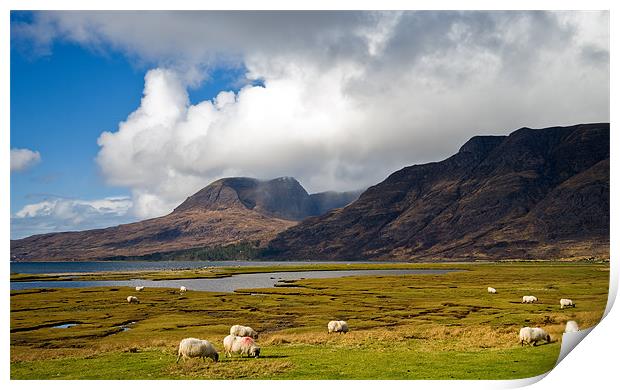 Grazing Sheep by Loch Torridon Print by Jacqi Elmslie