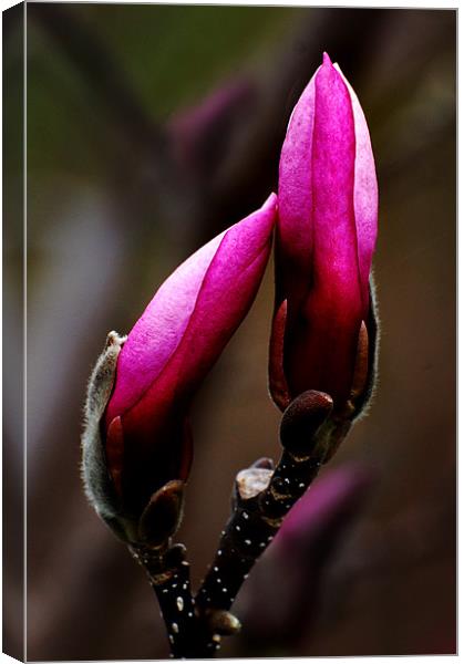 Magnolia Buds Canvas Print by Kathleen Stephens