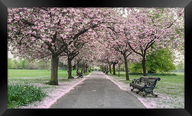 Pink Corridor Framed Print by Vinicios de Moura