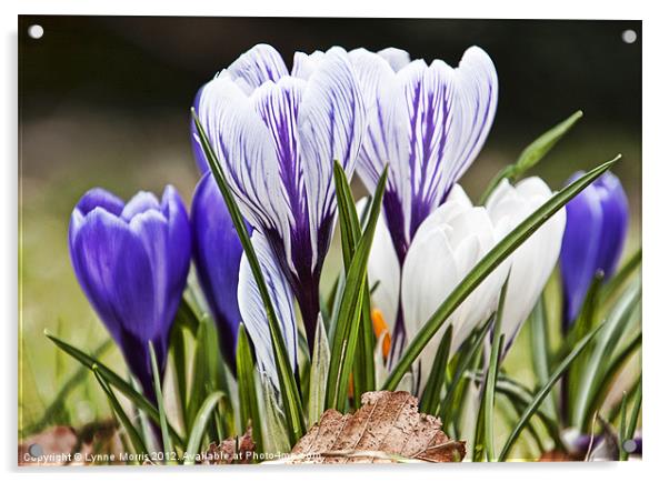 Springtime Acrylic by Lynne Morris (Lswpp)