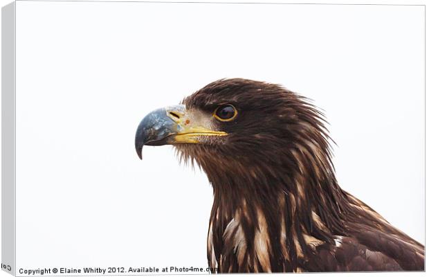 Immature Bald Eagle Canvas Print by Elaine Whitby