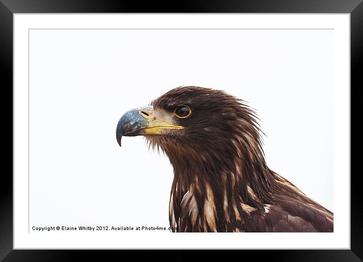 Immature Bald Eagle Framed Mounted Print by Elaine Whitby