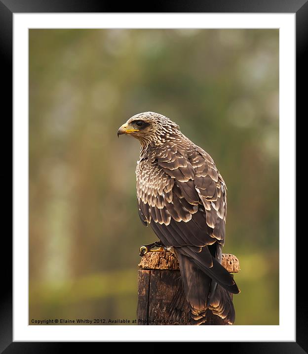Yellow Billed Kite Framed Mounted Print by Elaine Whitby