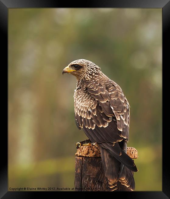 Yellow Billed Kite Framed Print by Elaine Whitby