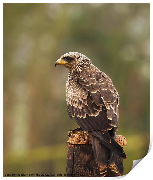 Yellow Billed Kite Print by Elaine Whitby