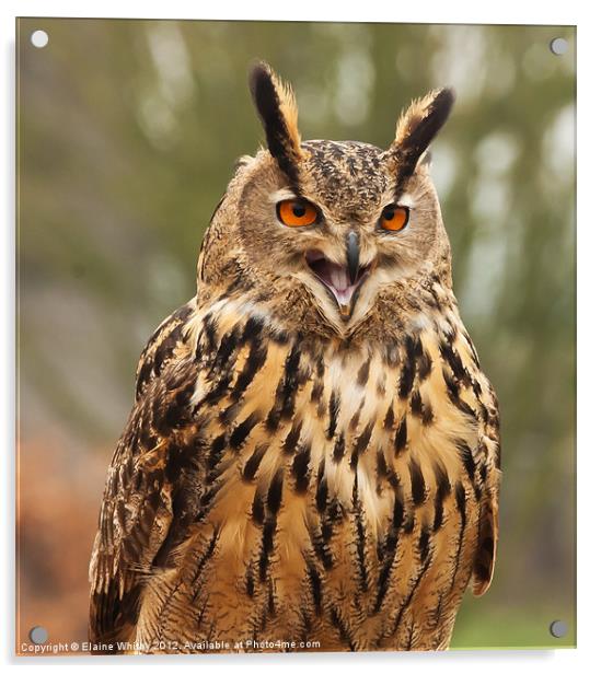 Eagle Owl Acrylic by Elaine Whitby