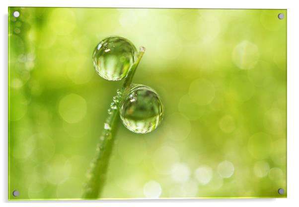 Dew Drop Green Acrylic by Sharon Johnstone