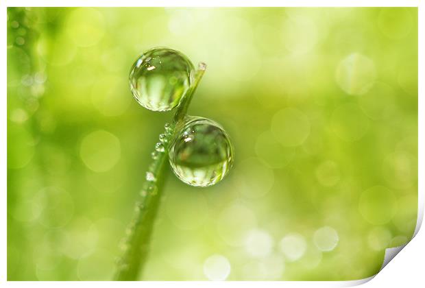 Dew Drop Green Print by Sharon Johnstone