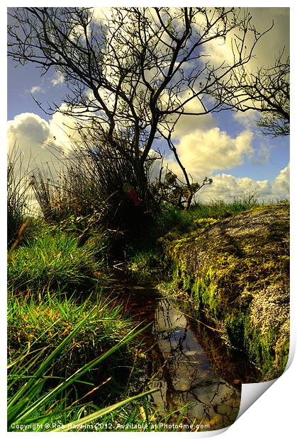 Trees, grass, water & sky Print by Rob Hawkins