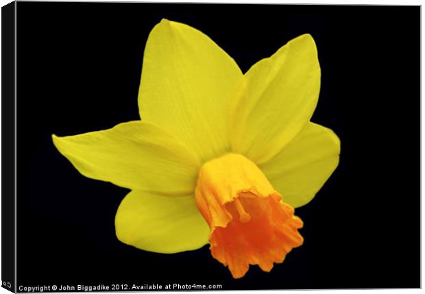 Daffodil or Narcissus Canvas Print by John Biggadike