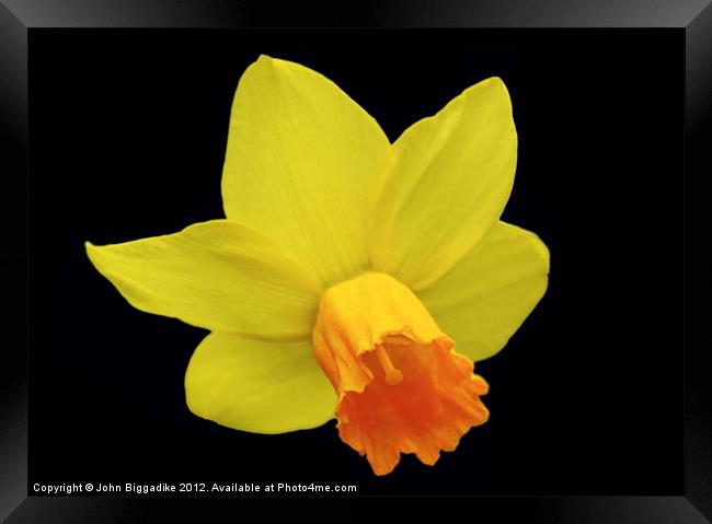 Daffodil or Narcissus Framed Print by John Biggadike