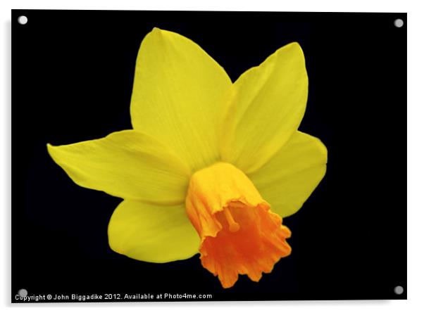Daffodil or Narcissus Acrylic by John Biggadike