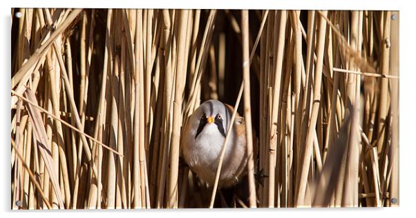 Through the Reeds Acrylic by Simon Wrigglesworth