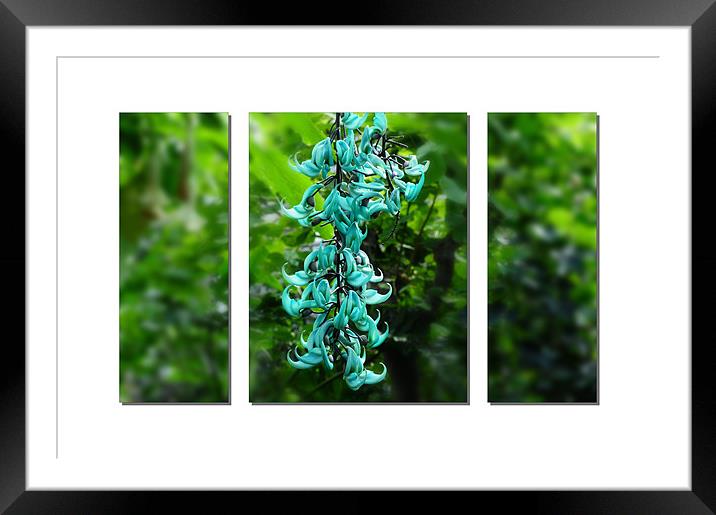 Turquoise Jade Vine Flower Framed Mounted Print by Elaine Manley