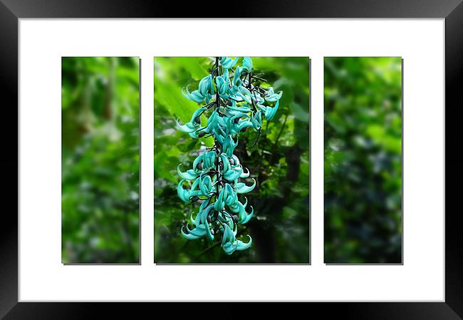 Turquoise Jade Vine Flower Framed Print by Elaine Manley