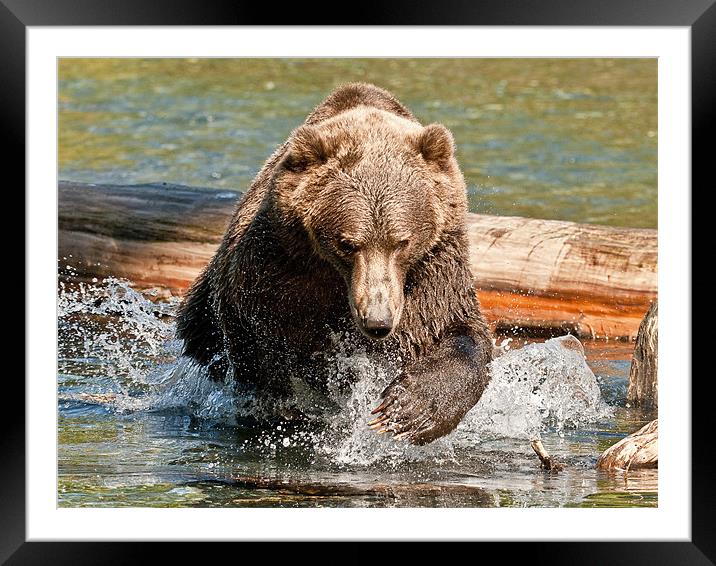 Bear Express Framed Mounted Print by Keith Barker