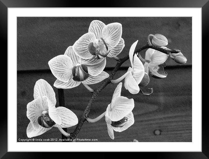 flowering oriental orchid Framed Mounted Print by linda cook