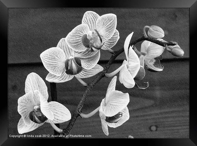 flowering oriental orchid Framed Print by linda cook