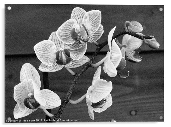 flowering oriental orchid Acrylic by linda cook