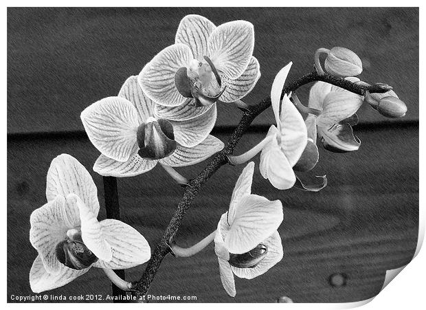 flowering oriental orchid Print by linda cook