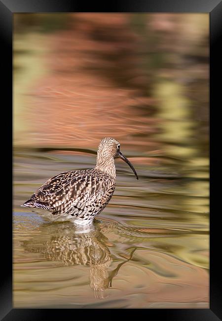 Wading - Curlew Framed Print by Simon Wrigglesworth