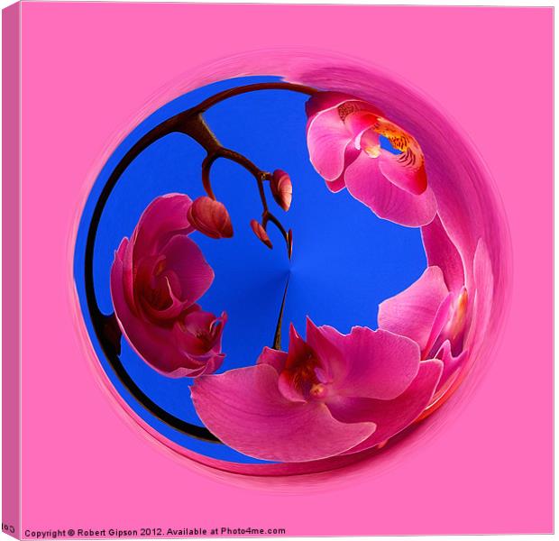 Spherical Orchids Canvas Print by Robert Gipson