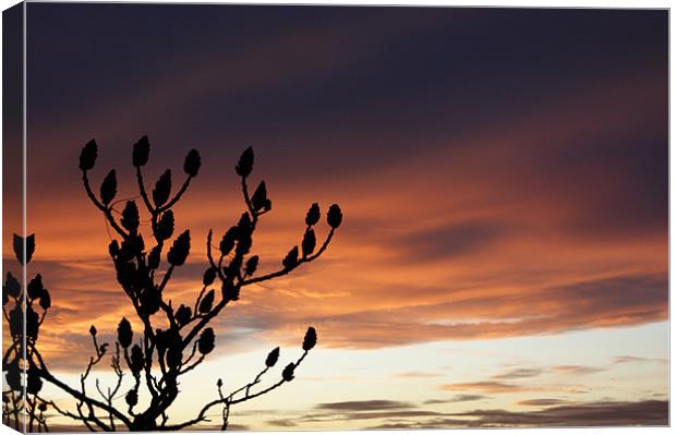 Colourful sunset and tree silhouette Canvas Print by Jane Macaskill