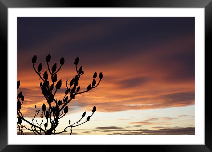Colourful sunset and tree silhouette Framed Mounted Print by Jane Macaskill