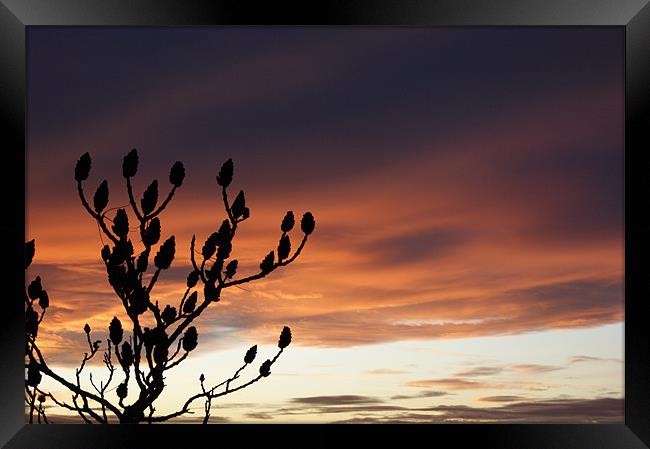 Colourful sunset and tree silhouette Framed Print by Jane Macaskill