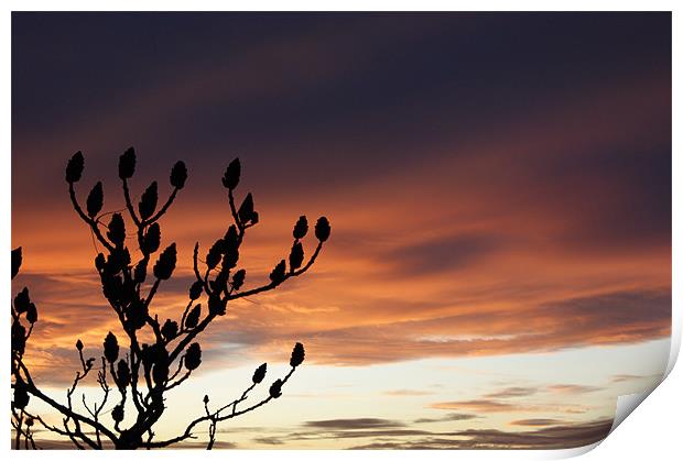 Colourful sunset and tree silhouette Print by Jane Macaskill