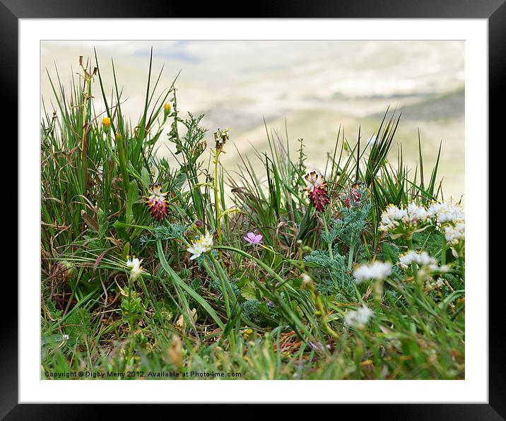 Like clover Framed Mounted Print by Digby Merry