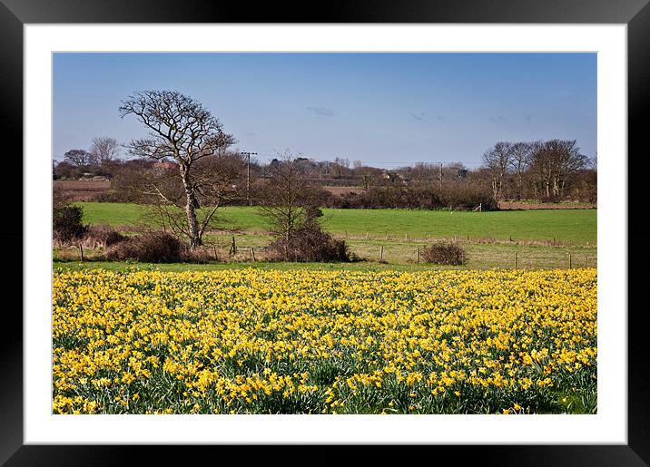 Field of yellow Framed Mounted Print by Stephen Mole