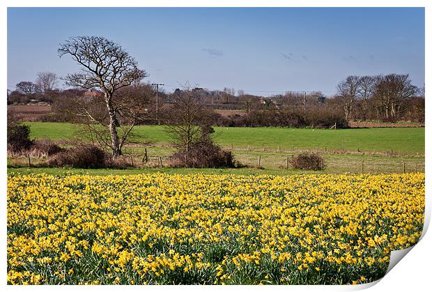 Field of yellow Print by Stephen Mole