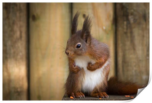 Red Squirrel Print by Simon Wrigglesworth