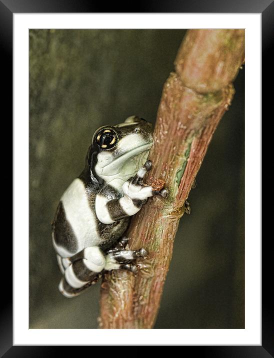 Amazon Milk Frog Framed Mounted Print by Val Saxby LRPS