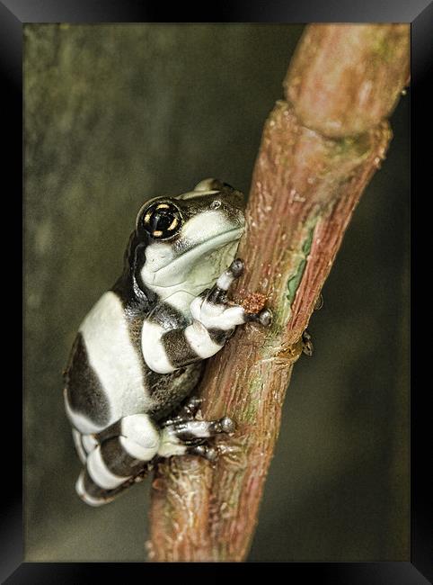 Amazon Milk Frog Framed Print by Val Saxby LRPS