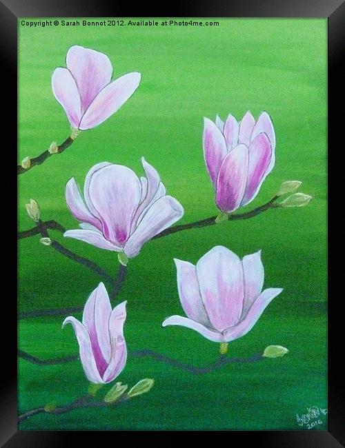 Spring magnolia Framed Print by Sarah Bonnot