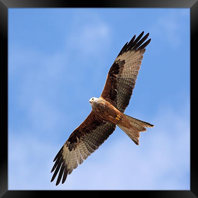 Red Kite Framed Print by Grant Glendinning