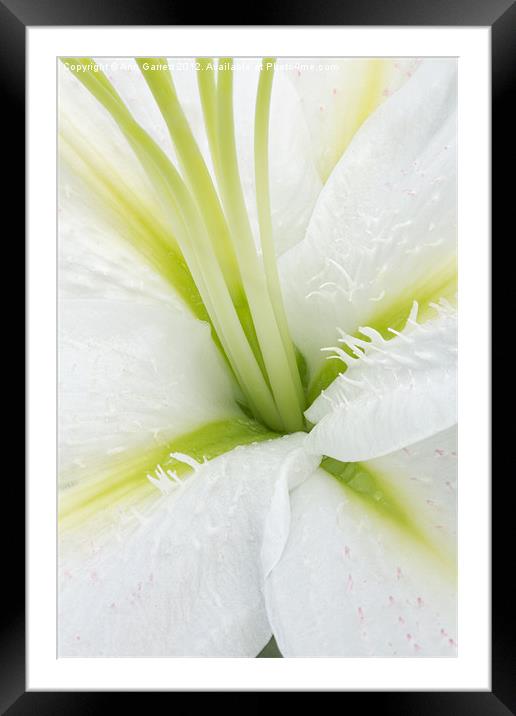 Inside a White Lily Framed Mounted Print by Ann Garrett