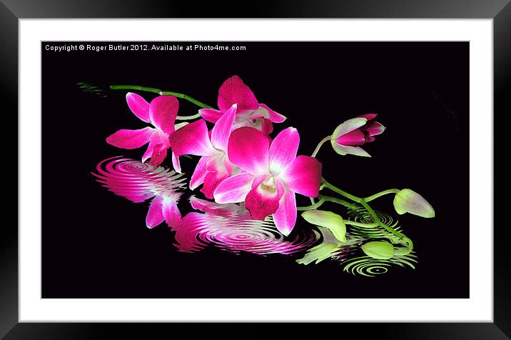 Fallen Orchid Framed Mounted Print by Roger Butler