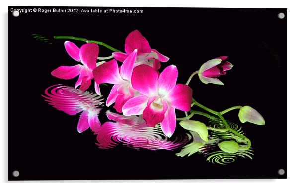 Fallen Orchid Acrylic by Roger Butler