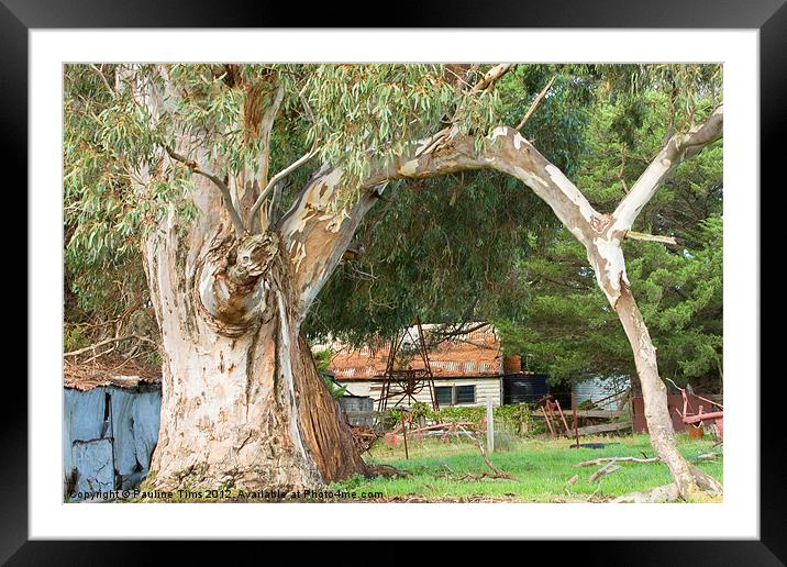 The Old Gum Tree Framed Mounted Print by Pauline Tims